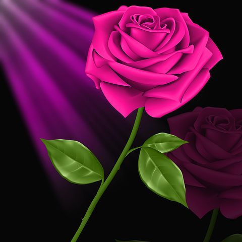 Rose water 